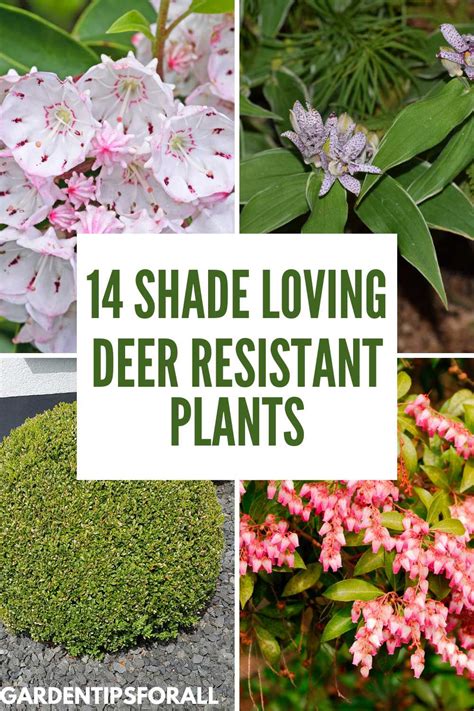 deer resistant shade plants