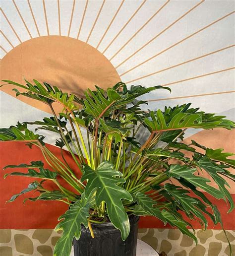 deja vu philodendron