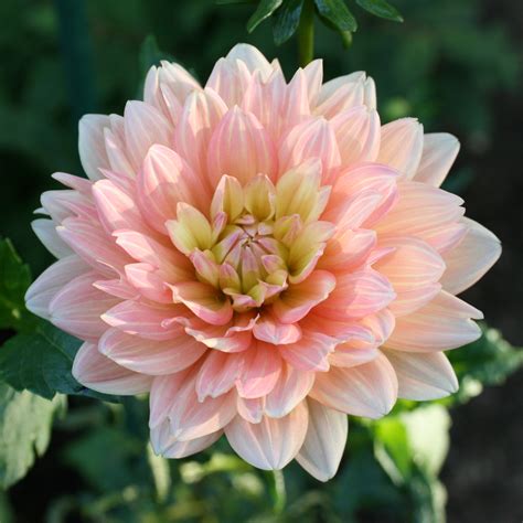 delilah flower