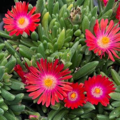 delosperma cooperi red