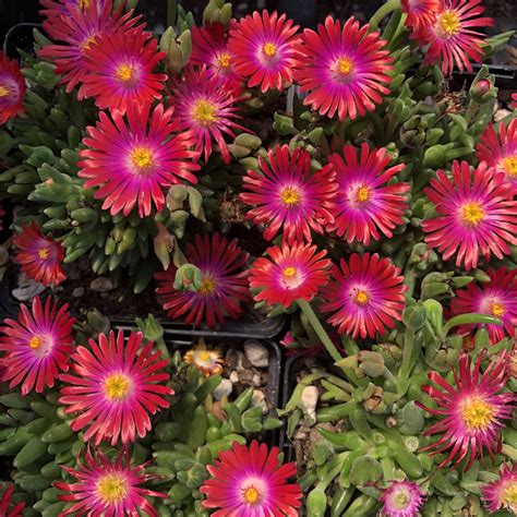 delosperma jewel of desert