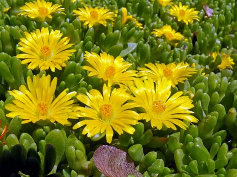 delosperma nubigenum