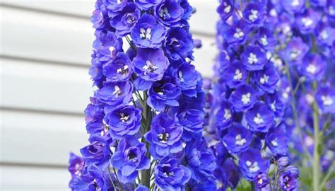 delphinium care instructions