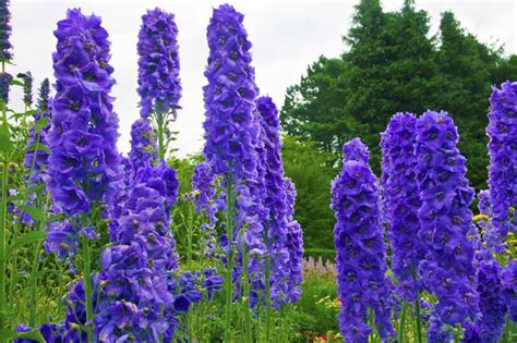 delphinium faust