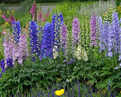 delphinium perennial