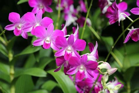 dendrobium orchid
