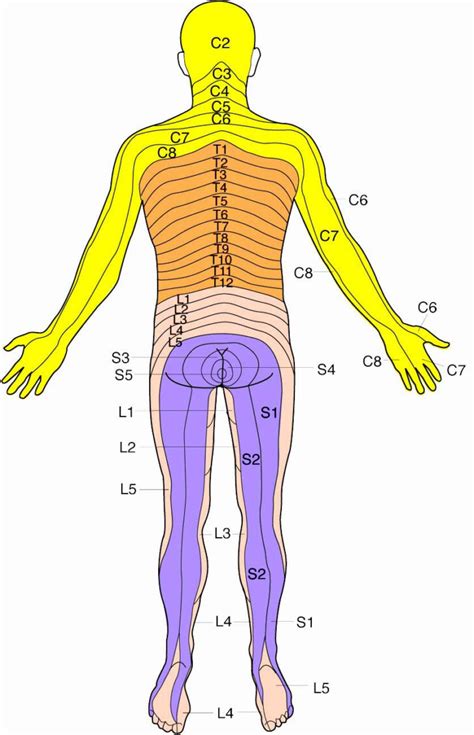 Dermatome Chart Spine