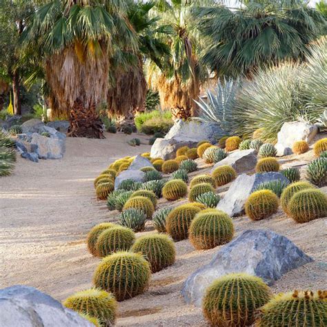 desert cactus landscape