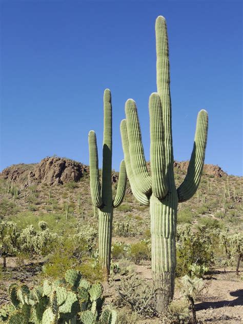 desert cactus types