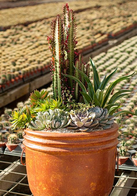 desert escape cacti care
