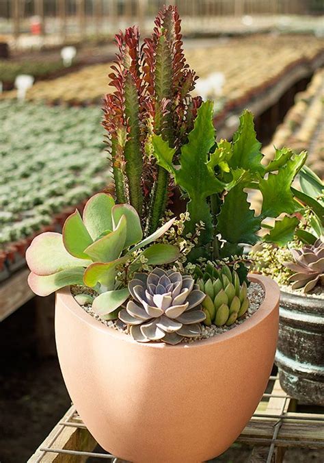 desert escape succulent care