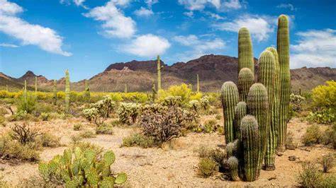 desert foliage