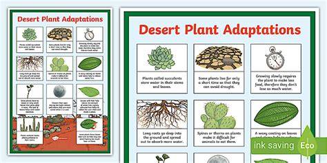 desert plant adaptation
