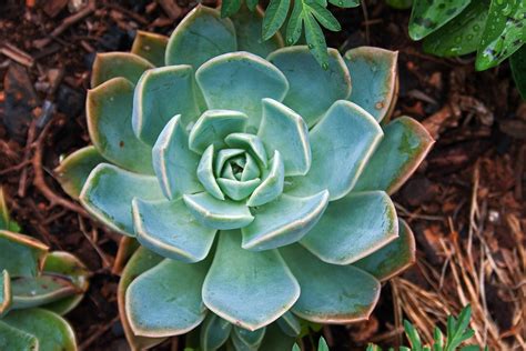 desert rose succulent