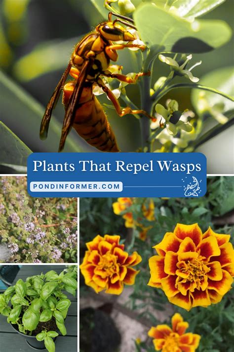 deterring bees wasps with plants