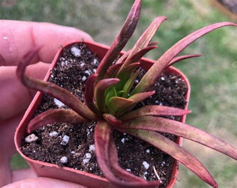 devil's horn succulent