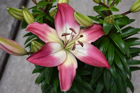 diamond asiatic lily