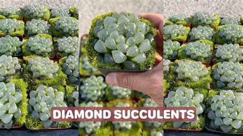 diamond succulent