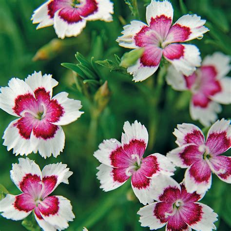 dianthus arctic fire