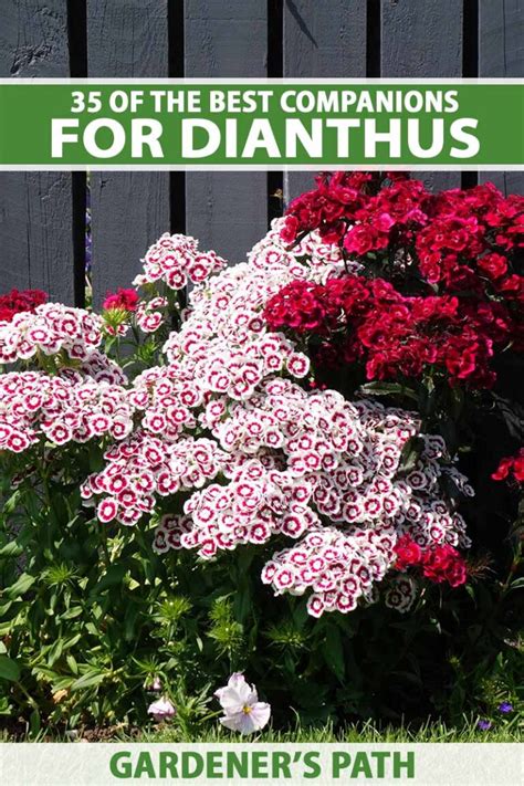 dianthus companion plants