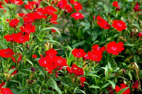 dianthus flower