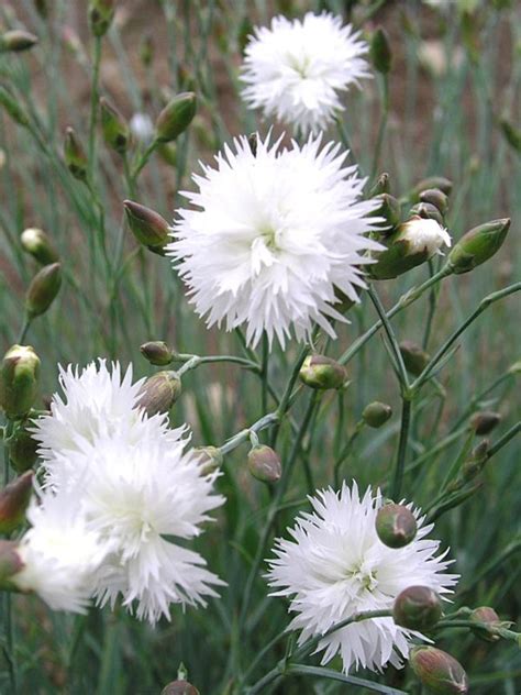 dianthus white