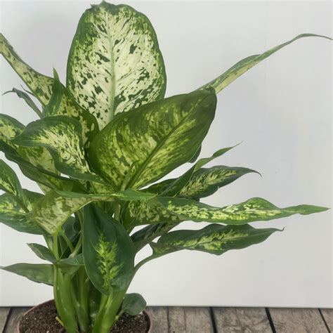 dieffenbachia compacta