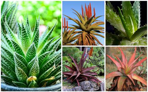 different aloe varieties