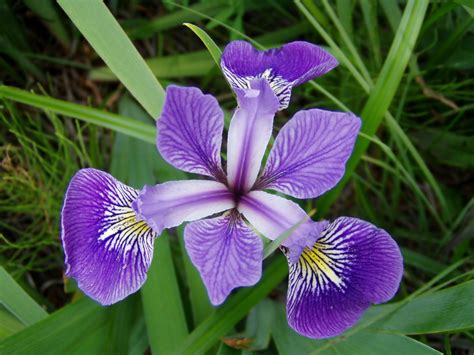 different kinds of irises