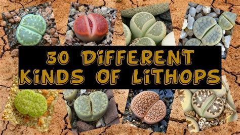 different kinds of lithops