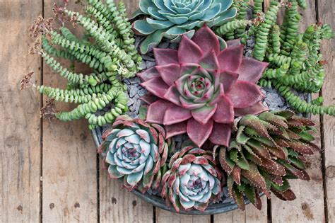 different succulents