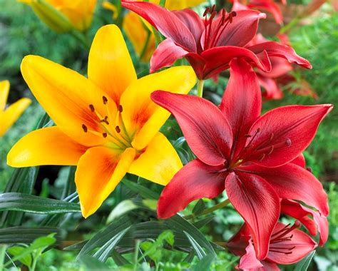 different types of asiatic lilies