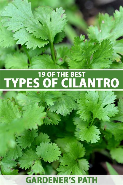 different types of cilantro