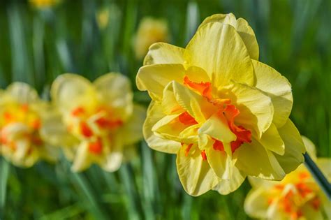 different types of daffodils