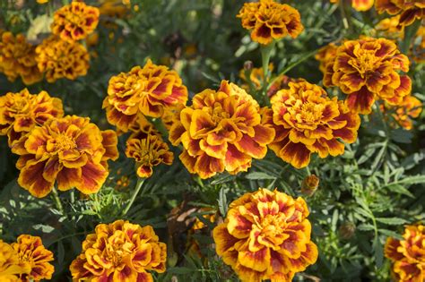different types of marigold
