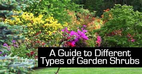 different types of shrubs