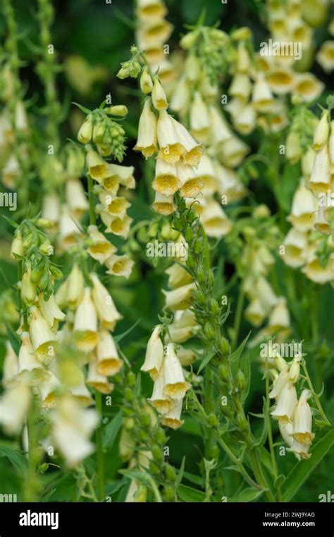 digitalis grandiflora