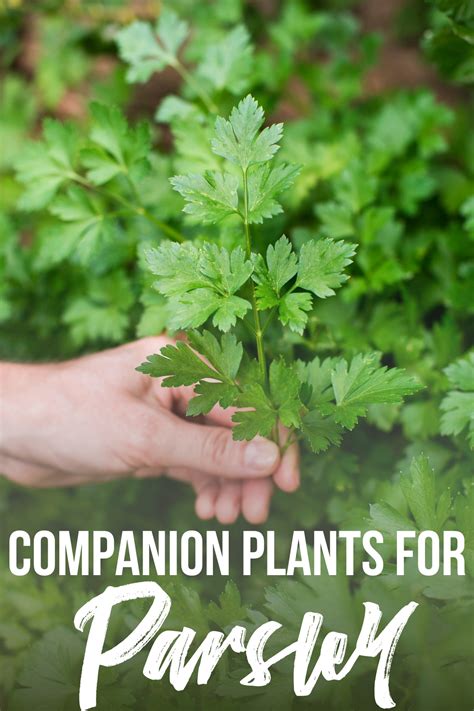dill and parsley companion planting
