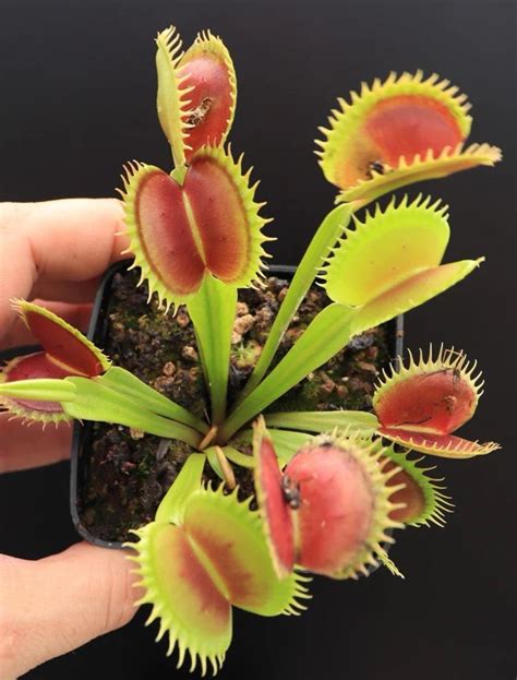 dionaea muscipula