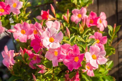 dipladenia bush