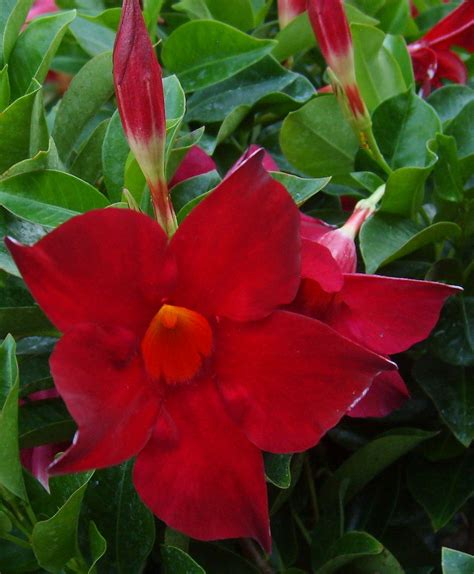 dipladenia red