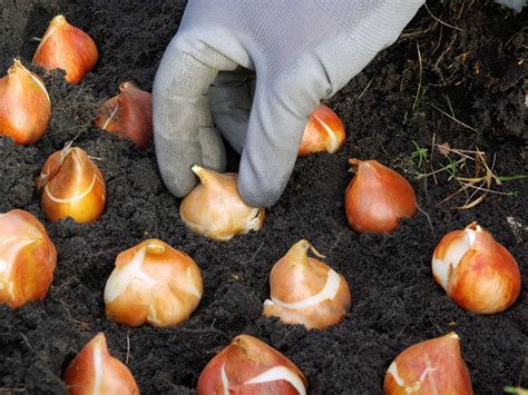 direction for planting bulbs