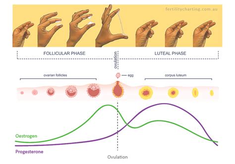 Discharge During Cycle Chart