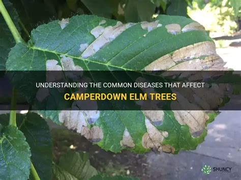 diseases of elm trees