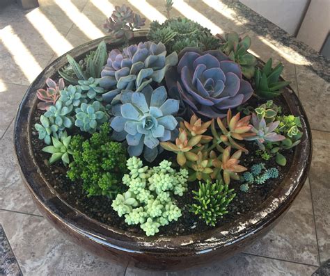 dish succulent