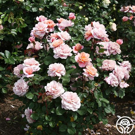 distant drums rose