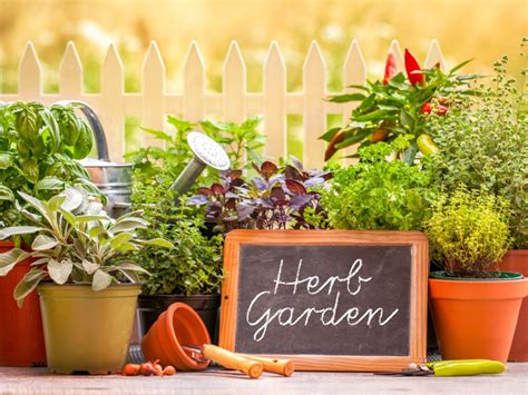 Diverse Herb Garden