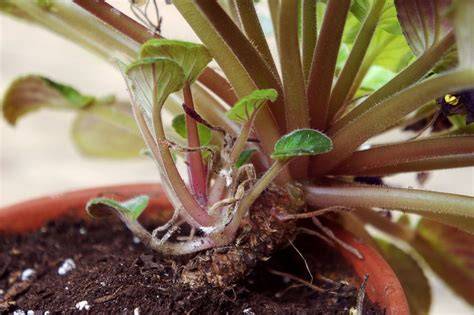 dividing african violet plants