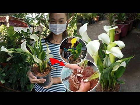dividing calla lilies
