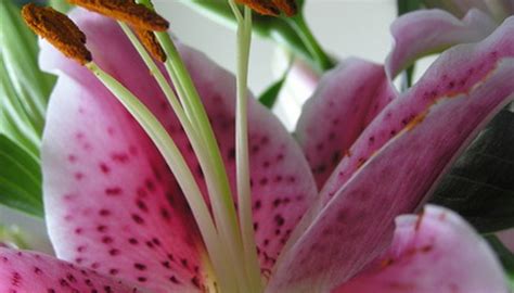 dividing oriental lilies